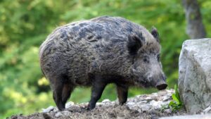 was wiegt ein wildschwein