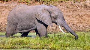 was wiegt ein elefant
