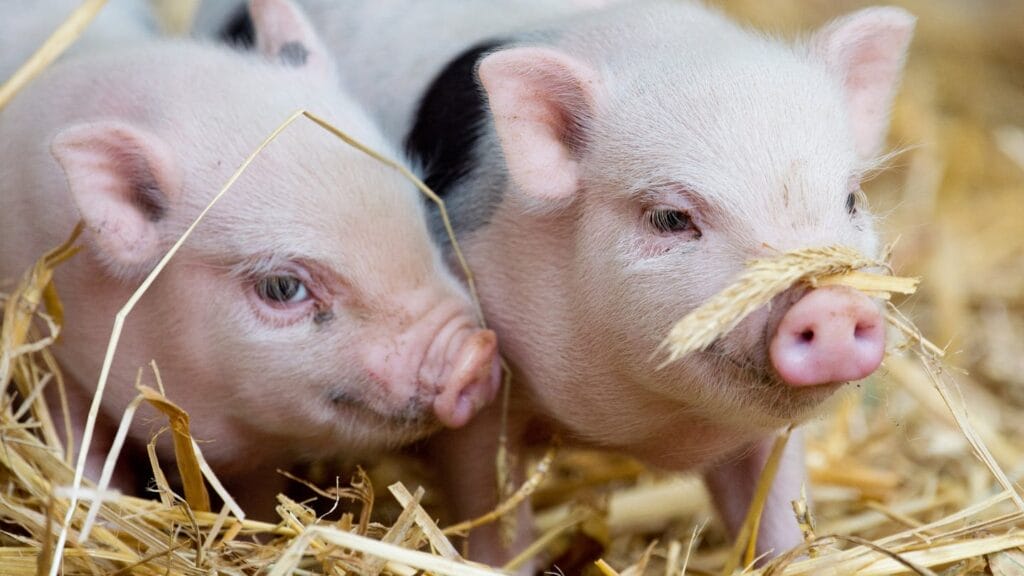 was wiegt ein schwein