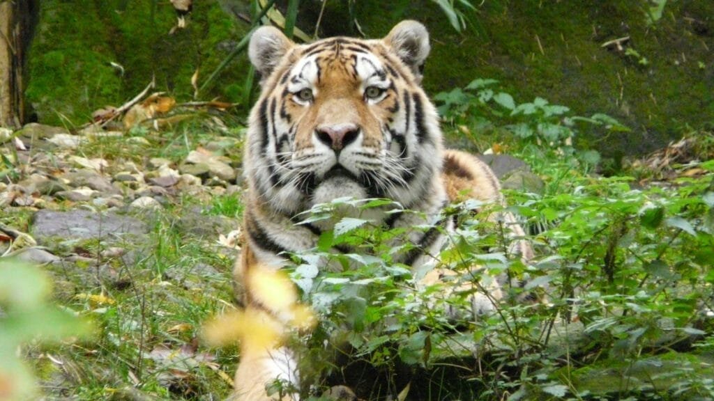 wie viel wiegt ein tiger