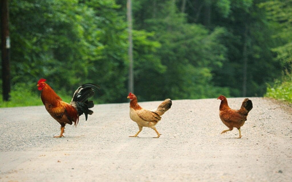 was wiegt ein huhn