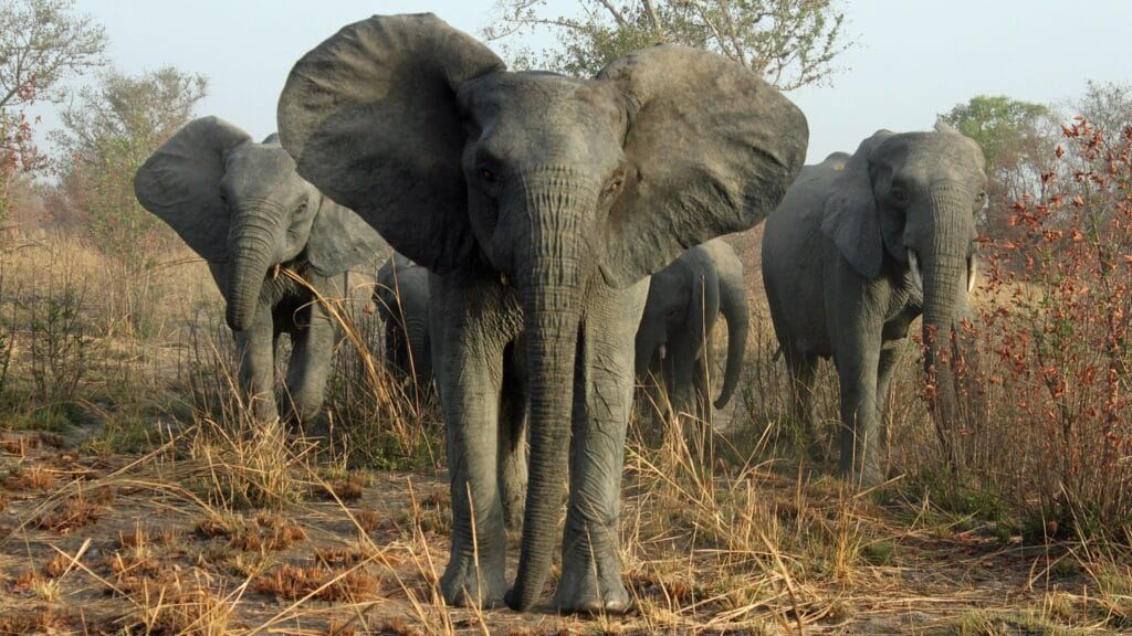 wie viel wiegt ein elefant