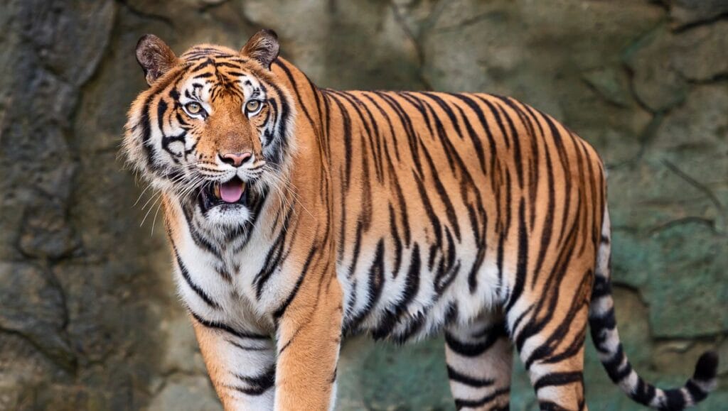 wiegt tiger
