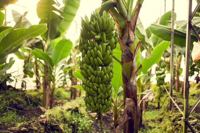 wiegt banane