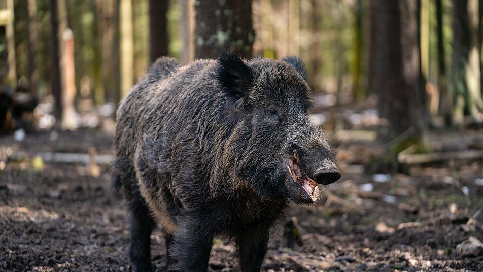 wiegt wildschwein