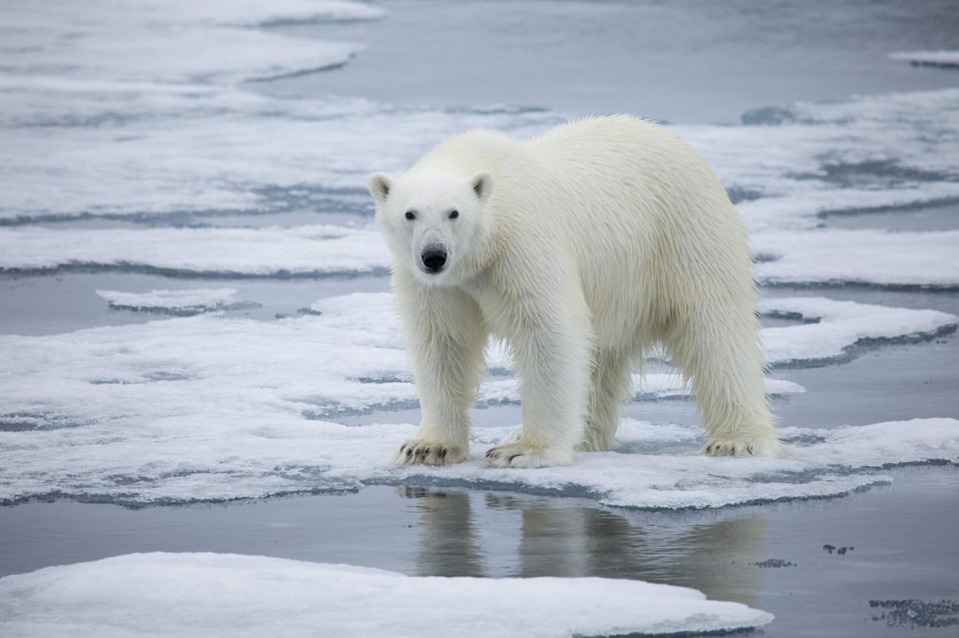 was wiegt ein eisbär