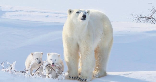 wie viel wiegt ein eisbär