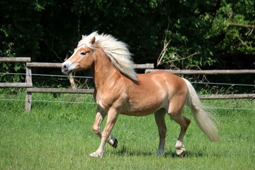was wiegt ein haflinger