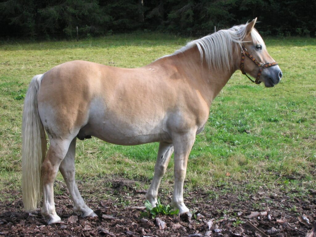 wiegt haflinger