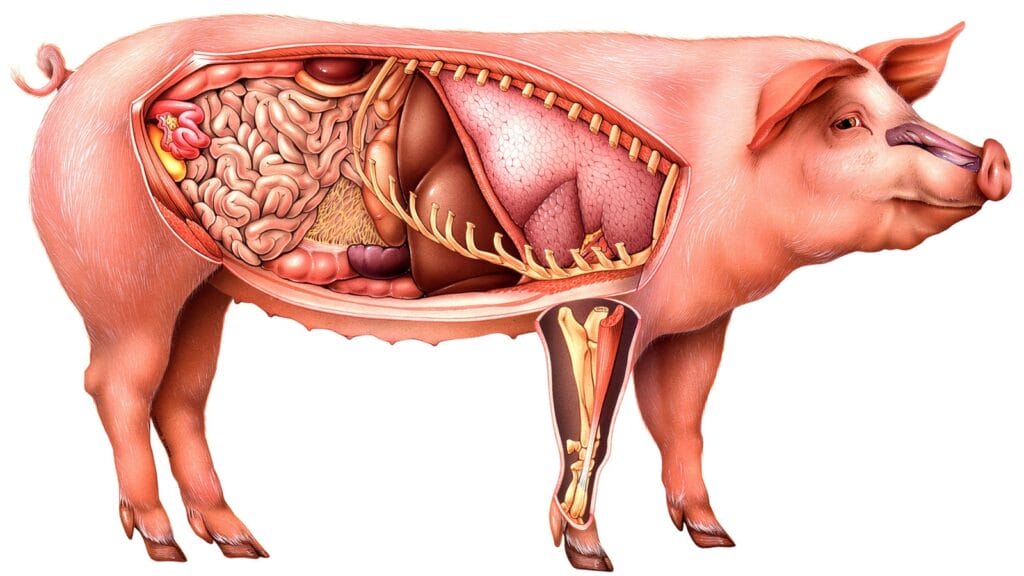 wiegt schwein