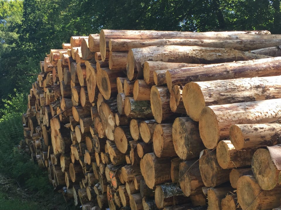 was wiegt ein raummeter holz