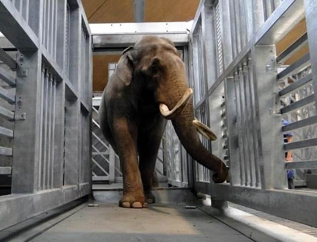 was wiegt ein ausgewachsener elefant