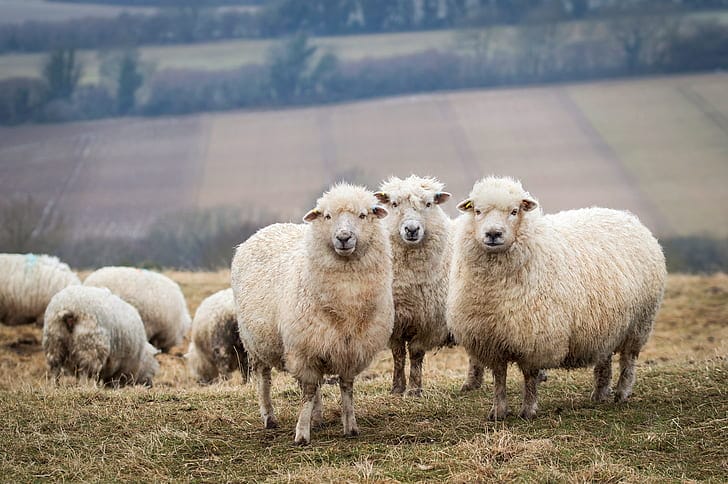 was wiegt ein schaf