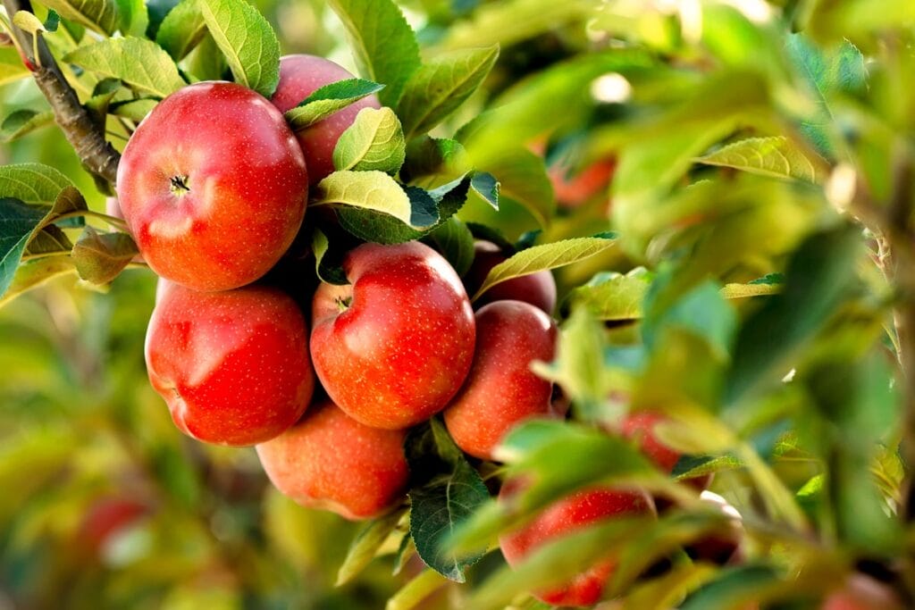 was wiegt ein apfel