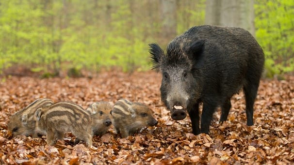 was wiegt ein wildschwein