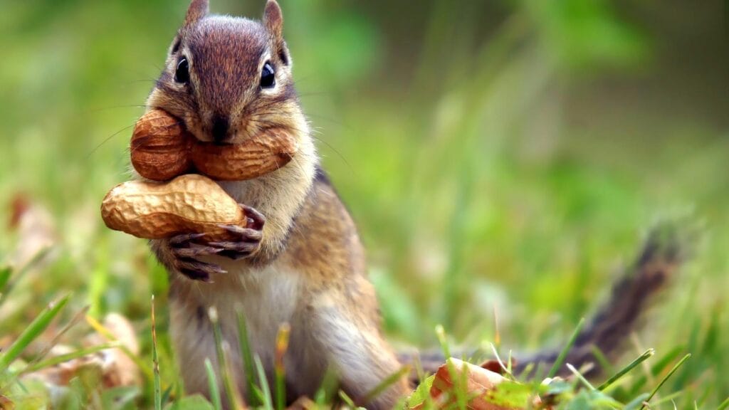 was wiegt ein eichhörnchen