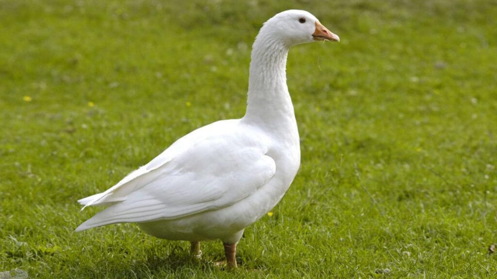 wiegt gans