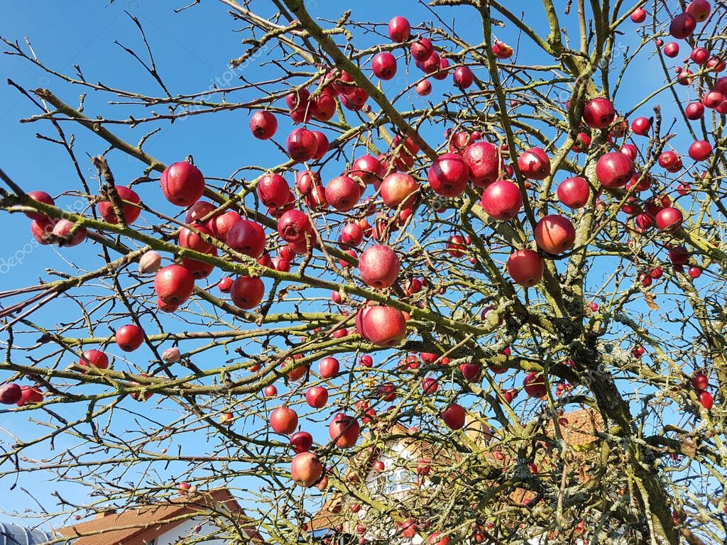 wiegt apfel