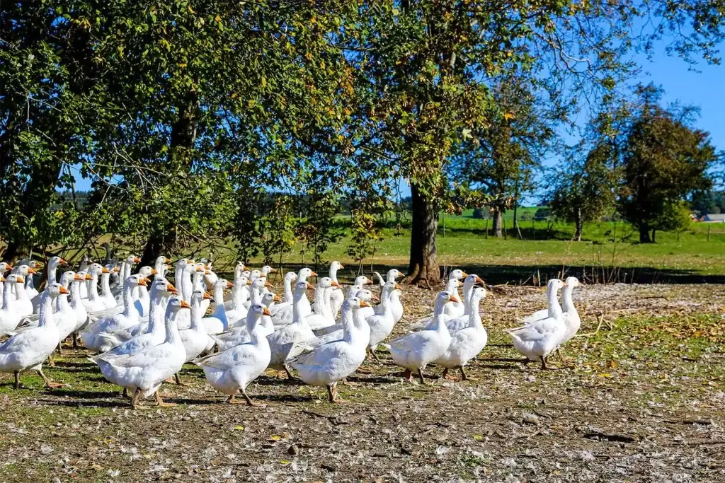 was wiegt eine gans