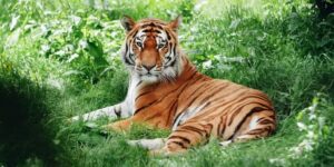 was wiegt ein tiger