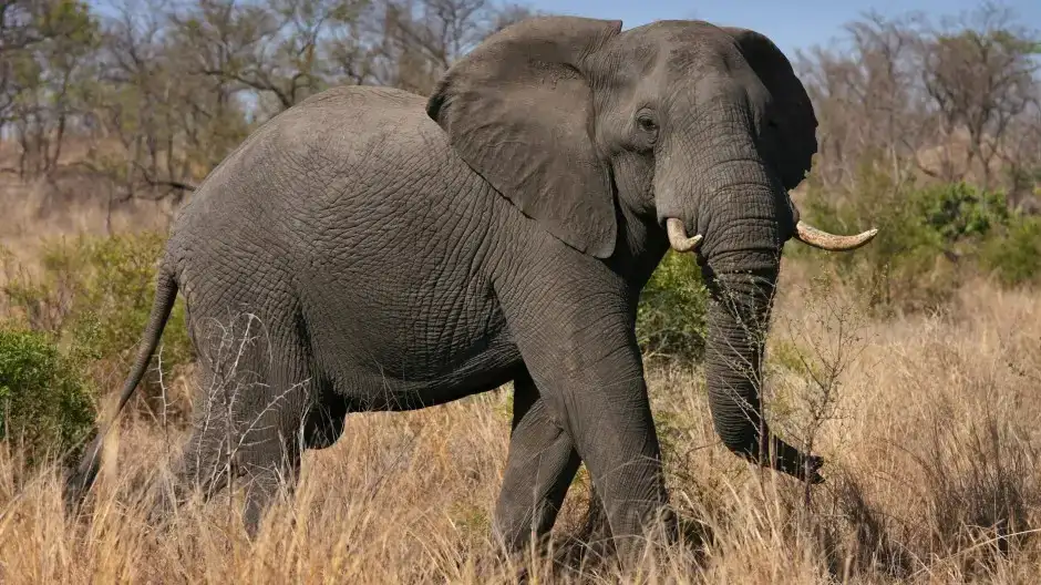 was wiegt ein elefant