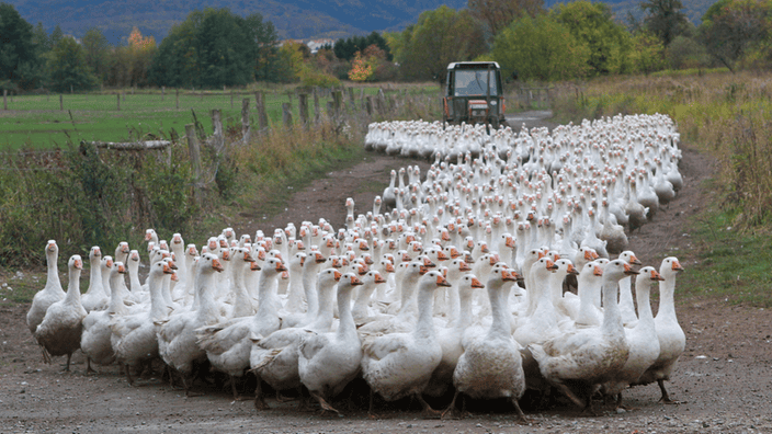 was wiegt eine gans