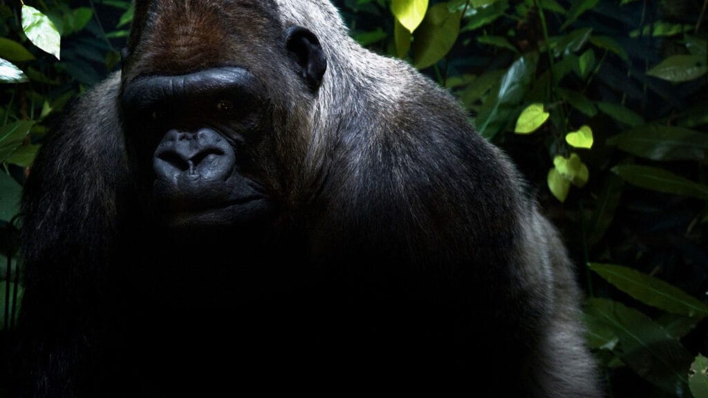 was wiegt ein gorilla
