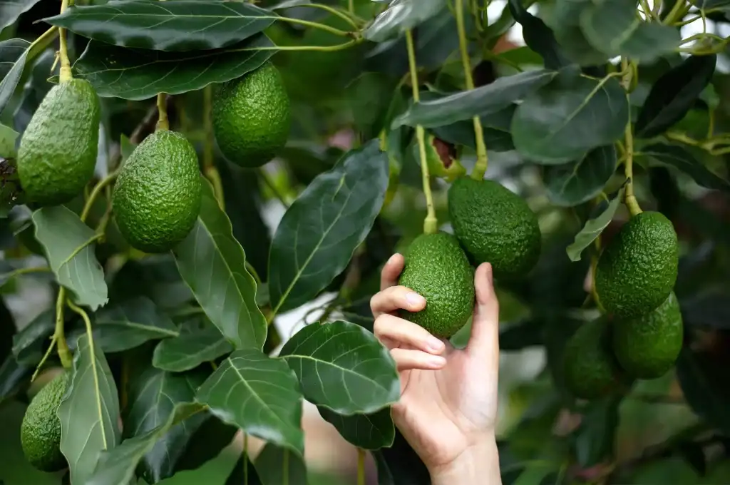avocado
