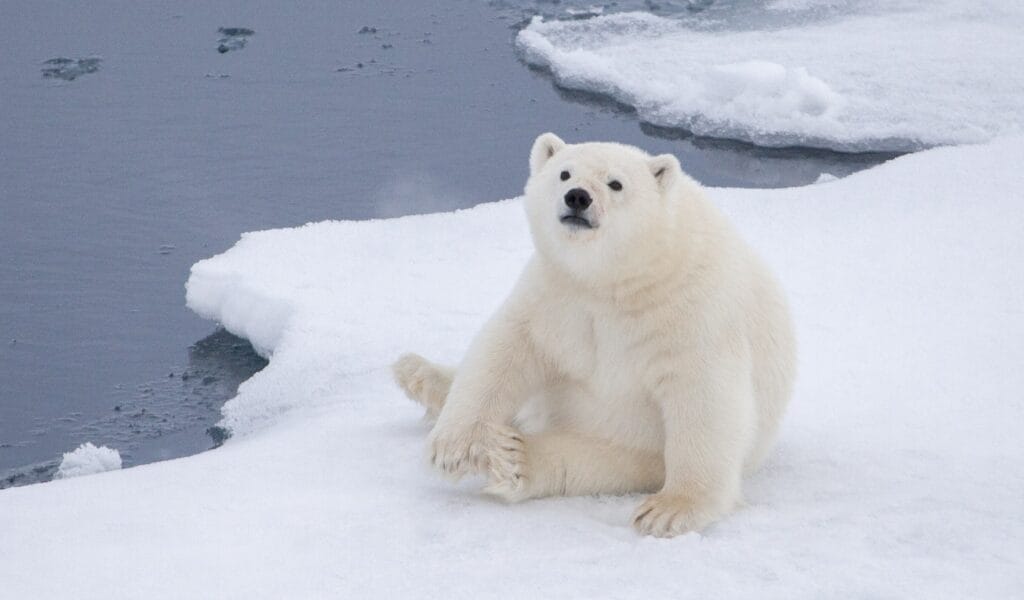 was wiegt ein eisbär
