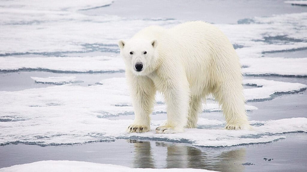 wiegt eisbär