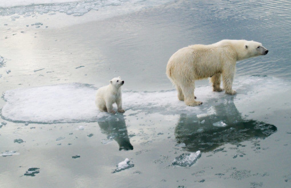 was wiegt ein eisbär