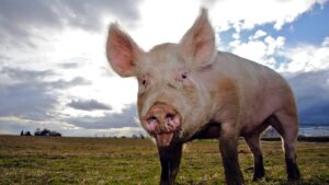 was wiegt ein schwein