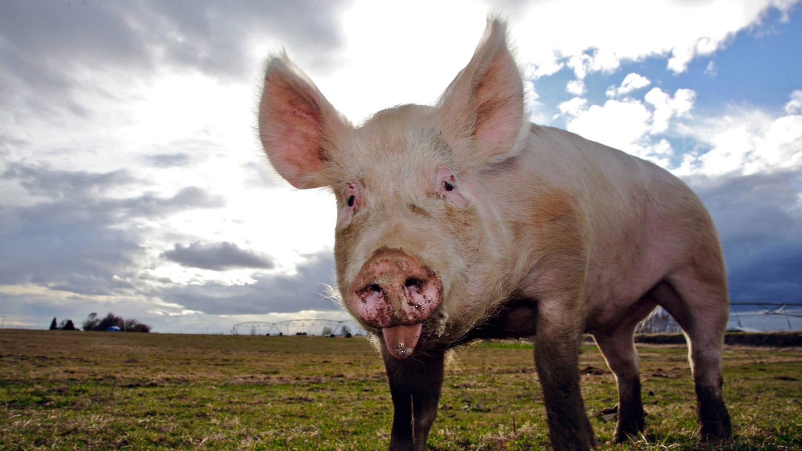 was wiegt ein schwein