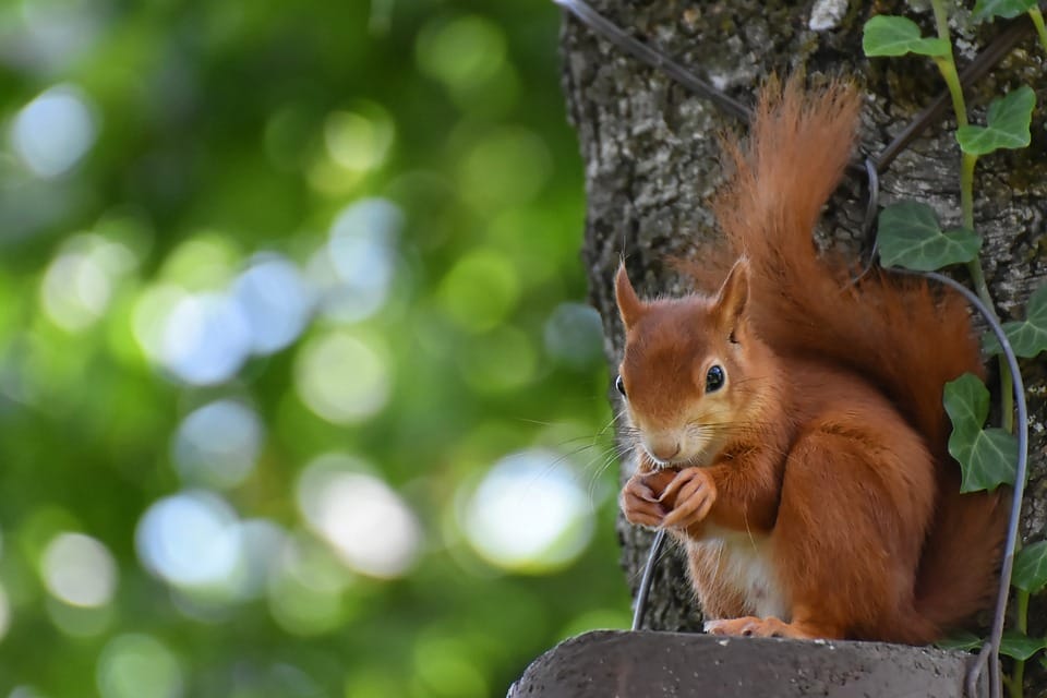 was wiegt ein eichhörnchen