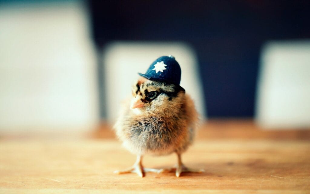 wiegt huhn