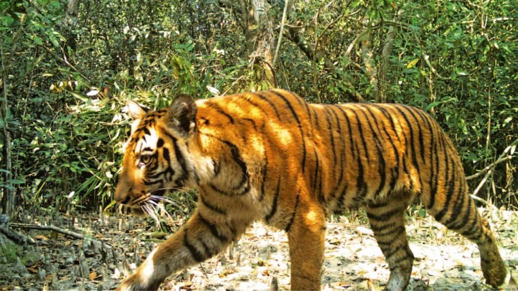 was wiegt ein tiger 