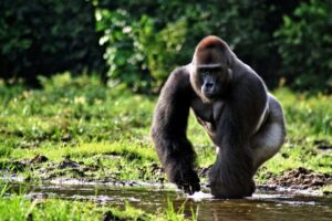 was wiegt ein gorilla