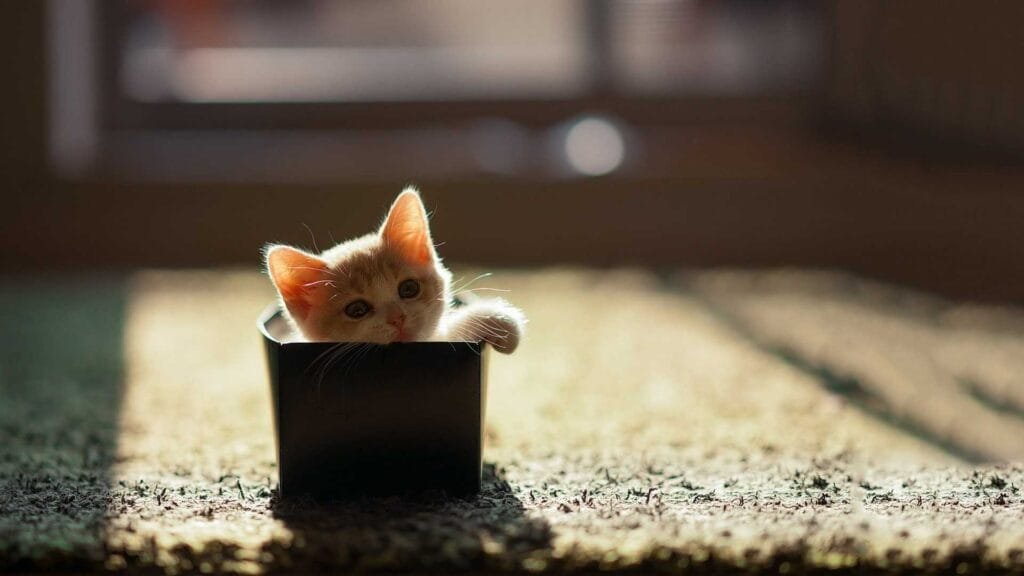 wie viel wiegt eine katze