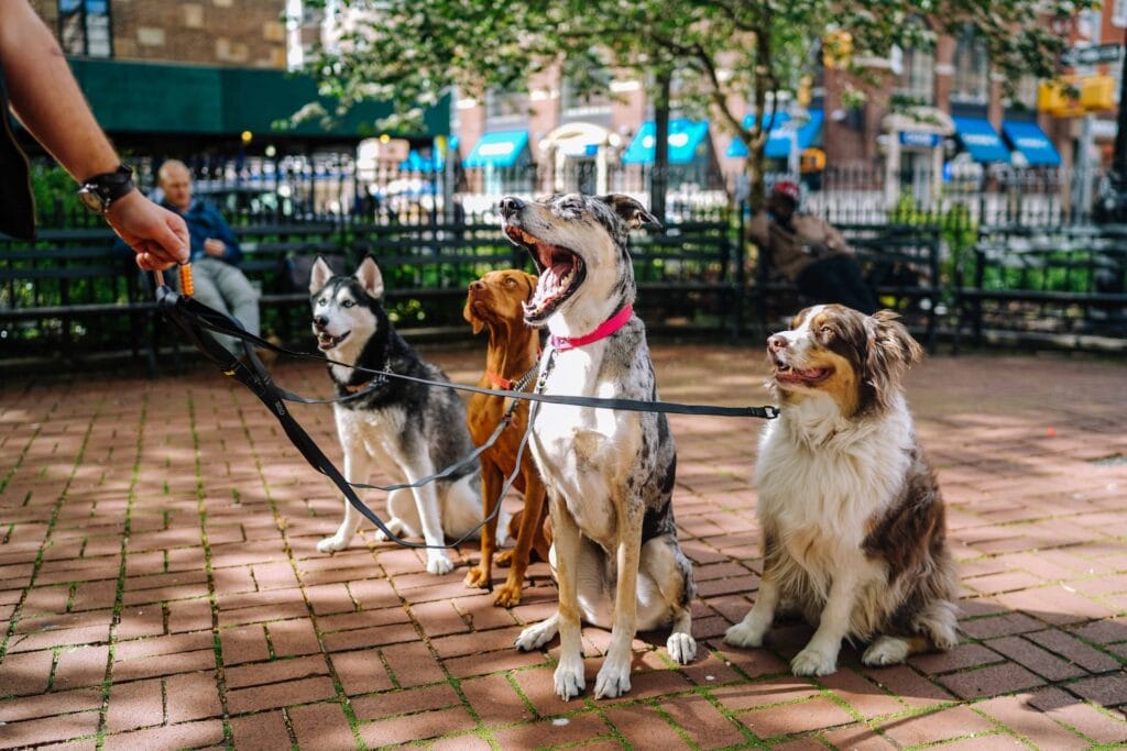 Wie bringe ich meinem hund bei andere hunde zu ignorieren
