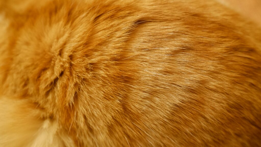 was hilft gegen katzenflöhe