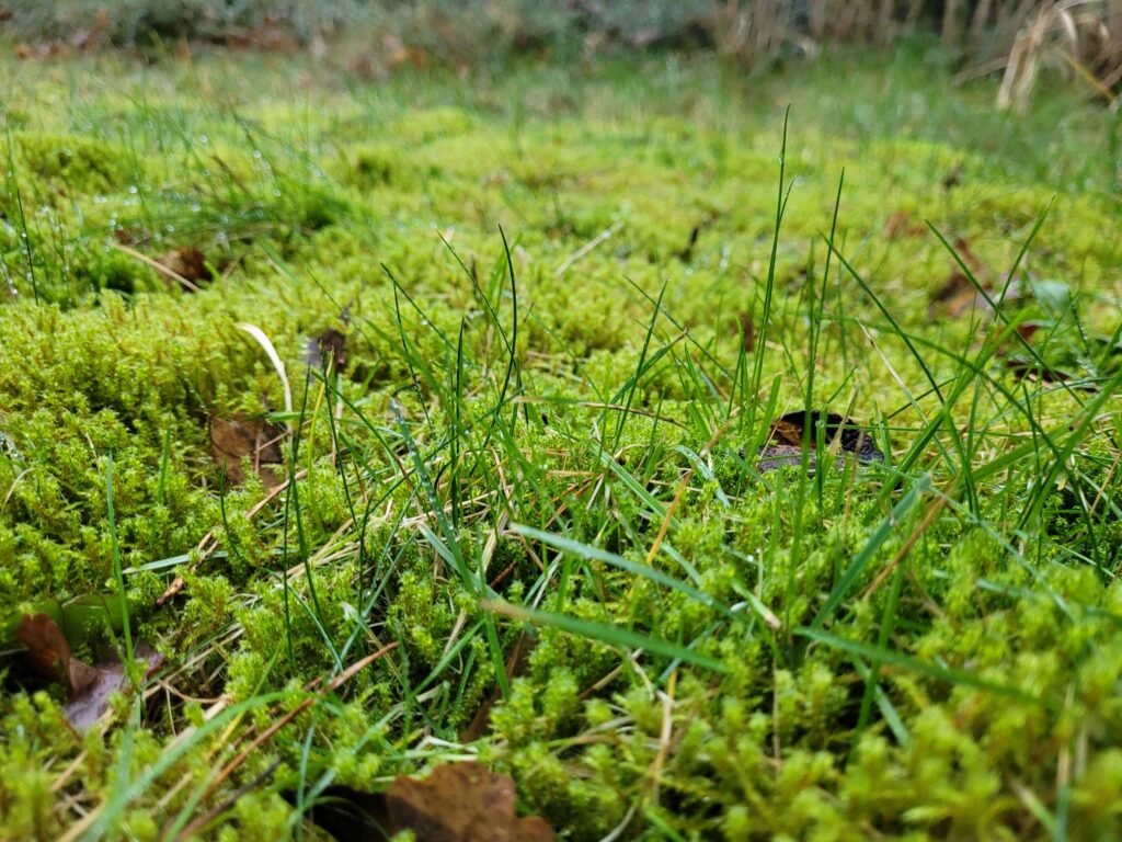 Was hilft gegen Moos im Rasen