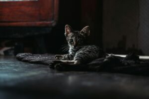 was hilft gegen flöhe bei katzen