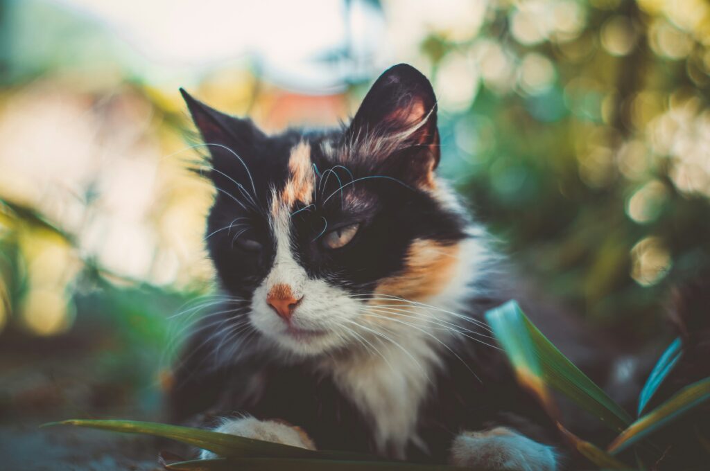 was hilft gegen zecken bei katzen