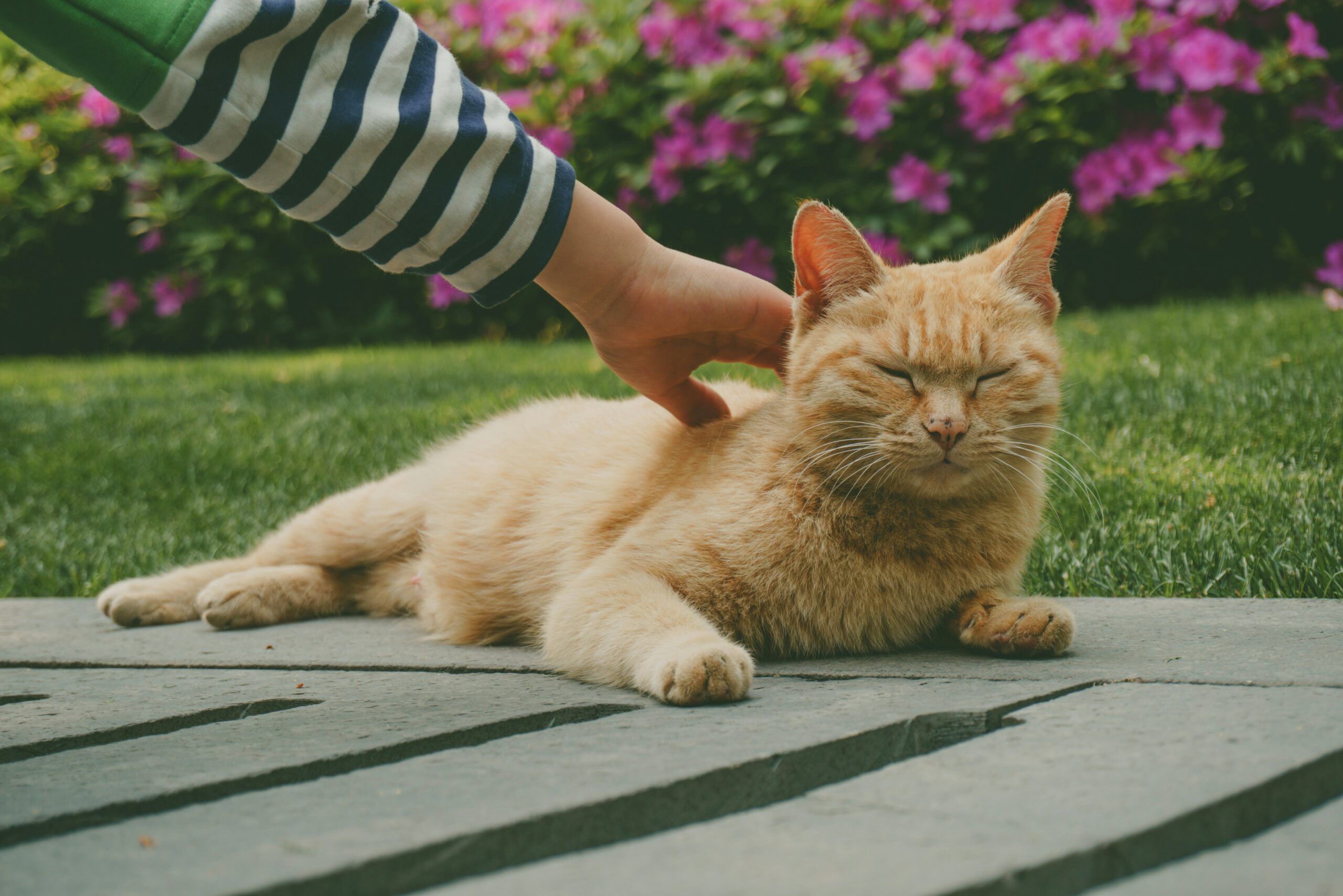 was hilft gegen zecken bei katzen