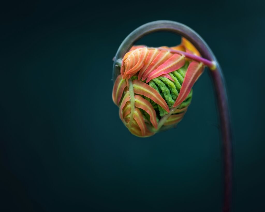 Tinnitus Hausmittel
