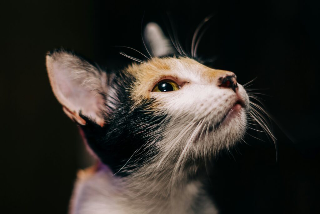 was hilft gegen flöhe bei katzen
