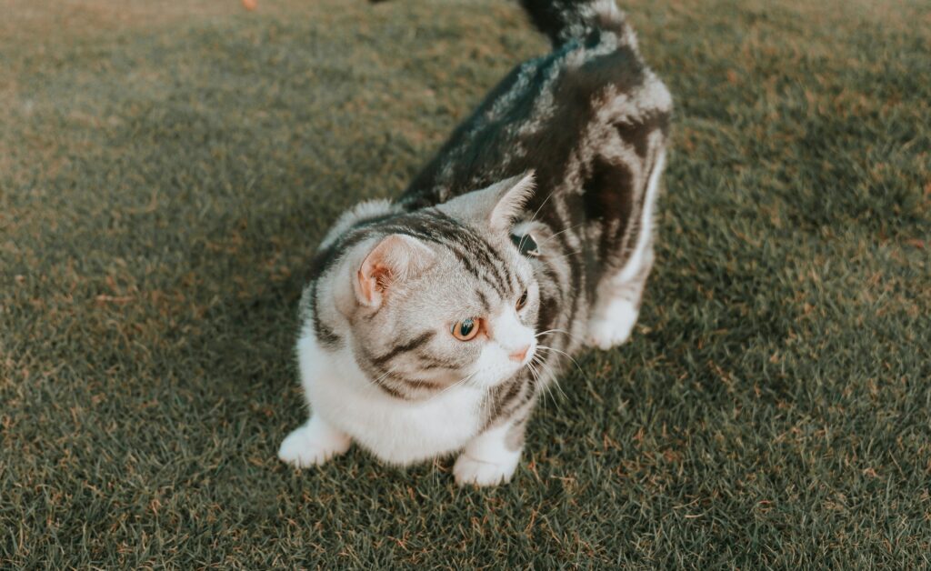 was hilft bei katzen gegen zecken