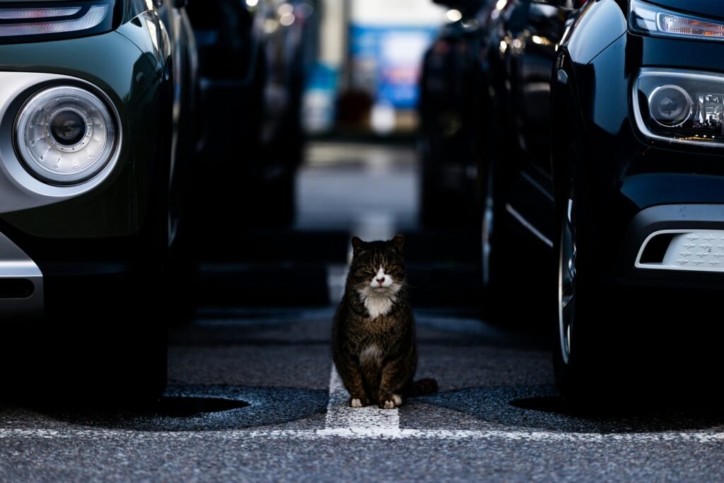 wie kann sie der aktive parkassistent beim einparken unterstützen