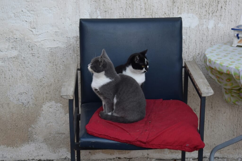 Dauer Rolligkeit Katze