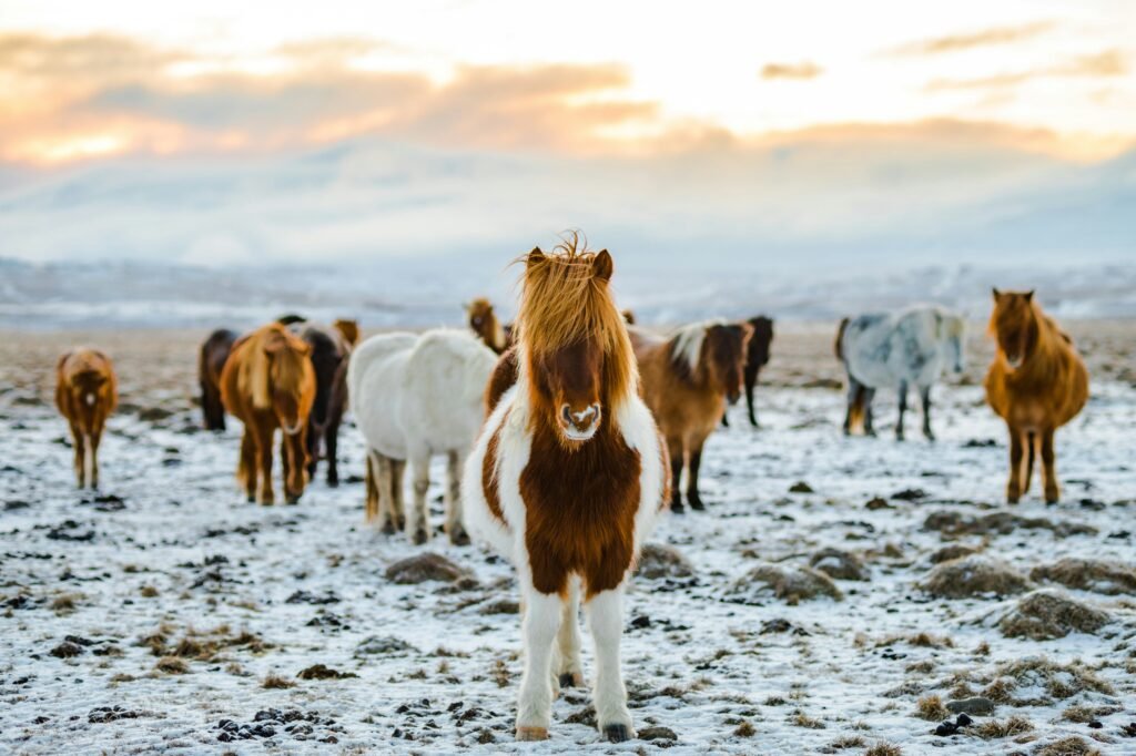 Wie viel wiegt ein Pferd